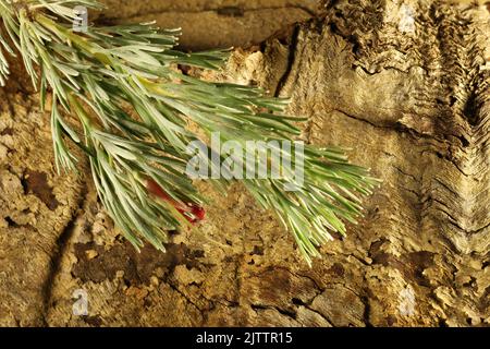 Woolly Bush (Adenanthos sericeus) stem with flower Stock Photo