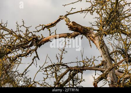 After the strong wind in winter, the damage and the tree breakage become apparent Stock Photo