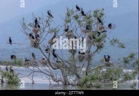 Common Cormorant, Phalacrocorax carbo, breeding tree in Lake Kerkini ...