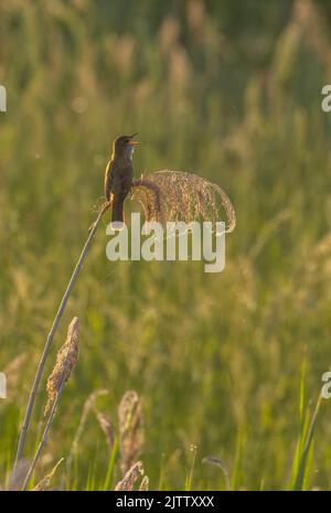 Great reed warbler, Acrocephalus arundinaceus, singing male perched on reed, evening. Greece. Stock Photo
