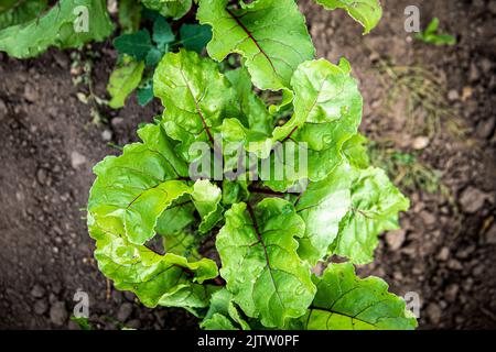 Beets grow in the garden. Fresh and bright green leaves. Vitamins and ecological food. Stock Photo