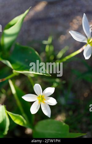 Zephyranthes candida, autumn zephyrlily, white windflower, white rain lily, and Peruvian swamp lily, is a species of rain lily. Selective focus Stock Photo