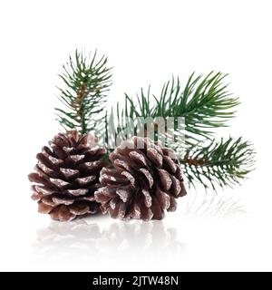 Two brown pine cones with green spruce branch on a white background with reflection Stock Photo