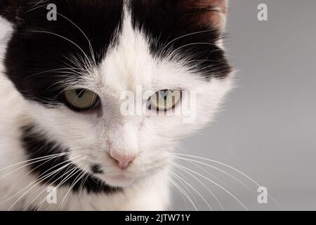 black and white kitten face, angry pet. Stock Photo