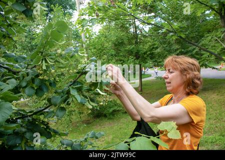 An aged woman collects healing linden flowers. Plucking beautiful linden flowers on a bright spring day. Stock Photo