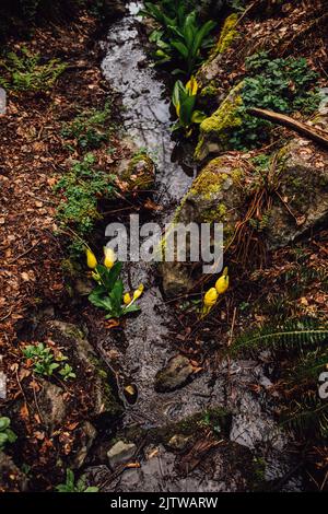 yellow western skunk cabbage in the woods Stock Photo