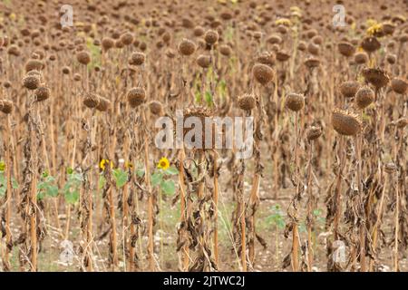 Brown sunflowers ready for harvest in the lower Dordogne, South West France Stock Photo