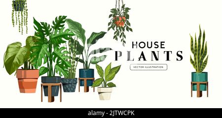 A collection of indoor house plants. Vector illustration Stock Vector
