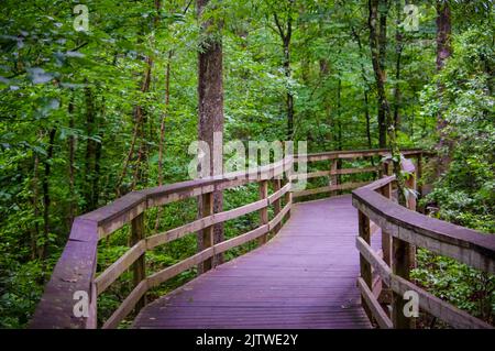 Congaree National Park in South Carolina is the largest contiguous area of old growth bottomland hardwoods in the United States Stock Photo