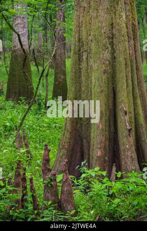 Congaree National Park in South Carolina is the largest contiguous area of old growth bottomland hardwoods in the United States Stock Photo