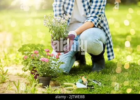 woman planting rose flowers at summer garden Stock Photo