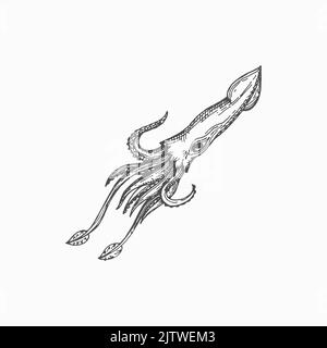 Atlantic squid animal isolated underwater mollusk hand drawn sketch icon. Vector hooked-squid, aquatic animal with elongated body and eight arms. Marine underwater character mascot, seafood product Stock Vector