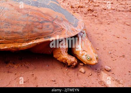 eastern long-necked turtle on a muddy dirt road Cape York Australia Stock Photo