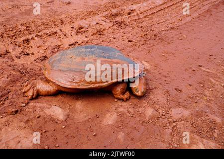eastern long-necked turtle on a muddy dirt road Cape York Australia Stock Photo