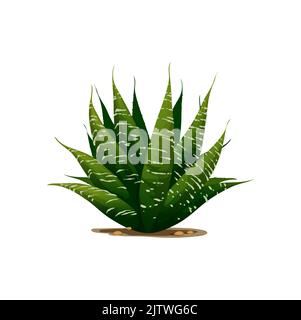 Sentry plant agave americana isolated cactus cartoon icon. Vector maguey or American aloe succulent flower growing in desert in sandy soil. Botanical herb exotic agave. Century plant medical aloe vera Stock Vector