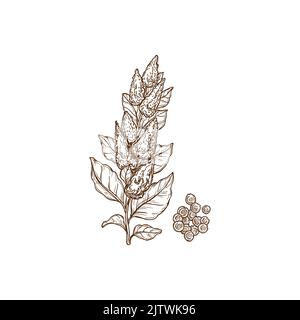 Quinoa plant and seeds superfood isolated monochrome icon. Vector cereal crop, sorghum field plant rich in protein, dietary fiber, B vitamins and minerals. Agriculture cultivation, Chenopodium quinoa Stock Vector