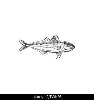 Sea brass isolated fish monochrome icon. Vector serranus cabrilla marine underwater aquatic underwater animal. Fish of family Serranida, barred sand bass, potato cod, redbanded perch marine seafood Stock Vector