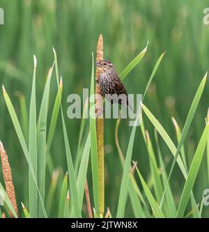 A female Red-winged Blackbird holds onto a fresh cattail surrounded by green reed leaves. Stock Photo