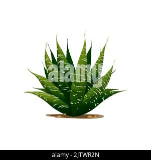 Sentry plant agave americana isolated cactus cartoon icon. Vector maguey or American aloe succulent flower growing in desert in sandy soil. Botanical herb exotic agave. Century plant medical aloe vera Stock Vector