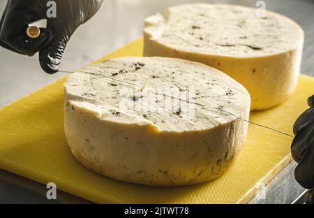 A farmer in black gloves cuts a head of spicy gorgonzola cheese with blue mold with a slicer into pieces. Stock Photo