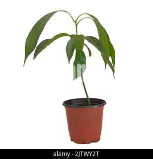 A potted mango tree isolated on white background. Conept for growing mangoes Stock Photo