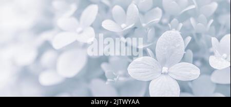 Background of soft white petals of Hydrangea Limelight or Hydrangea close-up Stock Photo