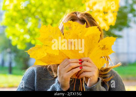 Front middle angle view of unrecognizable woman holding maple tree leaves.view of woman with fallen maple leaves in warm coat outdoors. Nature Stock Photo