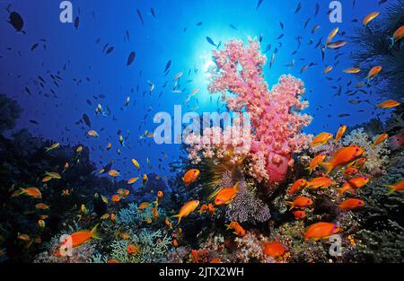 Reef scene, Jewel fairy basslet or lyretail anthias (Pseudanthias squamipinnis) cruising at a Red Caulilfower (Dendronephthya klunzingeri), Maldives Stock Photo