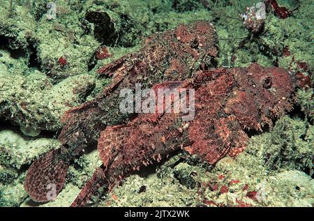 Raggy scorpionsfish or Smallscall Scorpionfish (Scorpaenopsis venosa), pair in a coral reef, Maldives, Indian ocean, Asia Stock Photo