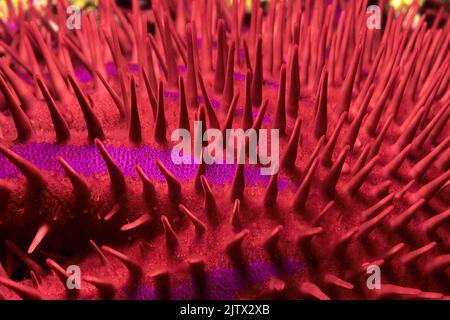 Spines of a Crown-of-Thorns Starfish (Acanthaster planci), the starfish is a coral reef predator, covered in very sharp and poisonous spines, Maldives Stock Photo