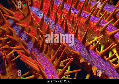 Spines of a Crown-of-Thorns Starfish (Acanthaster planci), the starfish is a coral reef predator, covered in very sharp and poisonous spines, Maldives Stock Photo