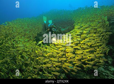 Scuba diver in a big schooling Bluestripe snapper (Lutjanus kasmira), Ari Atoll, Maldives, Indian Ocean, Asia Stock Photo