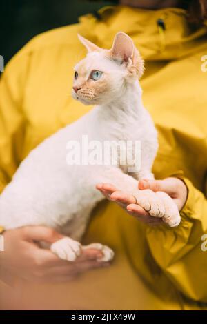 Cats Portrait. Obedient Devon Rex Cat With Cream Fur Color Sitting On Hands. Curious Playful Funny Cute Beautiful Devon Rex Cat. Amazing Happy Pets Stock Photo