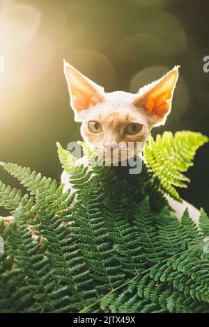 Portrait Of Devon Rex Cat Posing In Fern Thicket With Cream Fur Color. Curious Playful Funny Cute Beautiful Devon Rex Cat. Amazing Happy Pets. Green Stock Photo