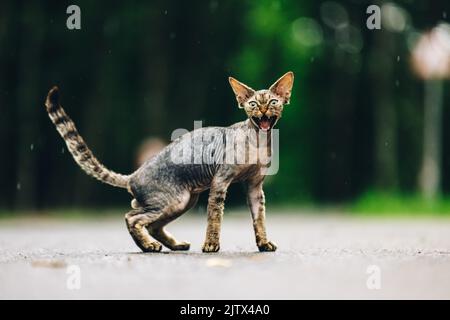 Funny Cute Beautiful Curious Playful Devon Rex Cat Looking At Camera. Devon Rex Cat With Dark Brown Tabby Fur Color On Walkway Under Rain. Green Eyes Stock Photo