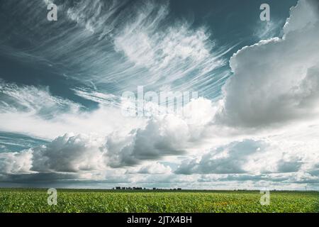 Cumulus Clouds Above Corn Field In Spring Summer Cloudy Day. Harvest Corn Season. Stratus Clouds Over Rural Field. Sky With Clouds On Horizon. Good Stock Photo