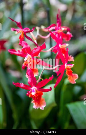 Orchid flower, rare species. Tropical floral background Stock Photo