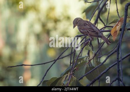 Sparrow bird is perching on asbestos roof, (Passer montanus) space SUMMER, EUROPA Moldova Closeup blue tree Stock Photo