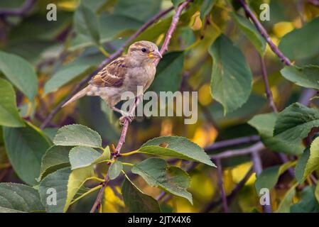 Sparrow bird is perching on asbestos roof, (Passer montanus) space SUMMER, EUROPA Moldova Closeup blue tree Stock Photo