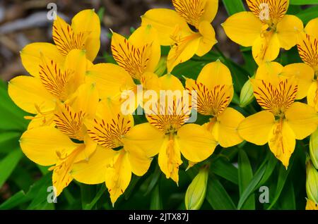Flowers of Peruvian lily (Alstroemeria aurea). Conguillio National Park. Araucania Region. Chile.