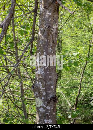 Bark of the grey alder (latin name: Alnus incana) in western Serbia Stock Photo