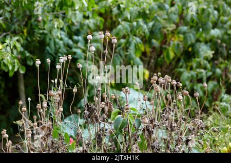 Poppy seed heads in summer with a shallow depth of field. Dry poppy capsules at nature, closeup Stock Photo