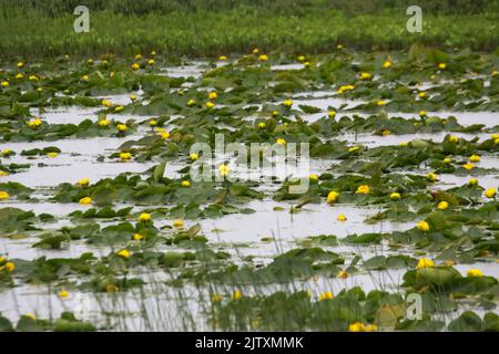 Yellow Water Lilies at The Copper River Delta, Alaska Stock Photo - Alamy