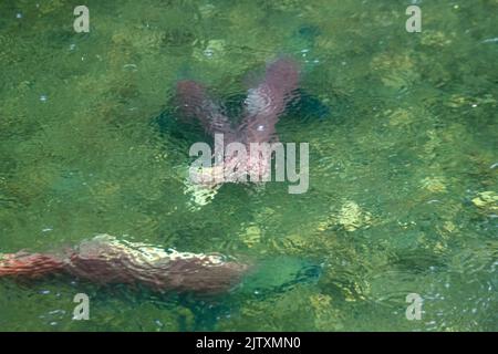 Sockeye Pacific Salmon in Hatchery Creek The Copper River Delta, Alaska Stock Photo