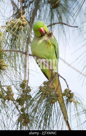 Male rose-ringed parakeet Psittacula krameri eating seeds of coastal she-oak Casuarina equisetifolia. Maspalomas. Gran Canaria. Canary Islands. Spain. Stock Photo