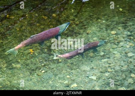 Sockeye Pacific Salmon in Hatchery Creek The Copper River Delta, Alaska Stock Photo