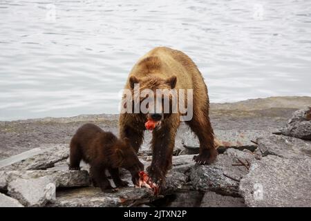 Mother bear and three cubs [brown bear (Ursus arctos)] fishing in a lake near Valdez, Alaska Stock Photo