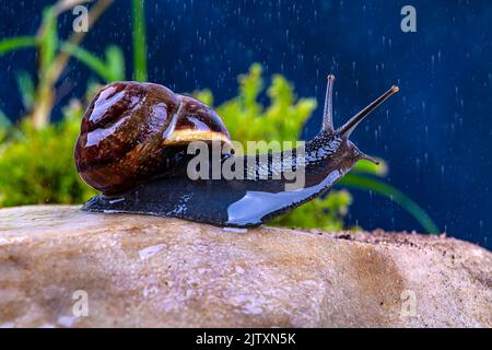 Grape snail on a stone in the rain, against a dark sky and green grass, macro photography Stock Photo