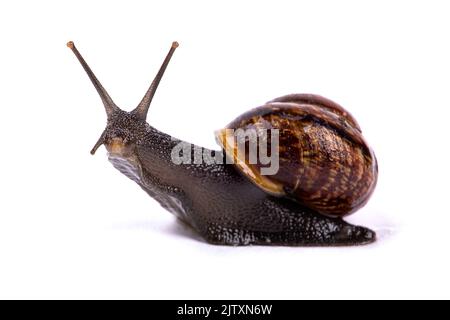 Grape snail, isolated on a white background, macro photography Stock Photo