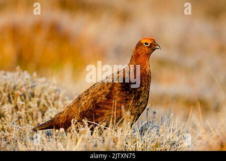 Male red grouse, Latin name Lagopus lagopus scotica, in warm light standing among frost covered heather with eye combs raised. Stock Photo